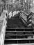 Monochrome wooden stairs in woodlands setting