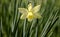 Monochrome yellow flower of narcissus Triandrus