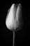 Monochrome young tulip on black background. Floral Fine Art