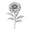 Monochrome Zinnia: Detailed Sketching Of A Black And White Flower