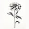 Monochrome Zinnia: Photorealistic Flower Drawing With Mid-century Illustration Style