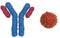 Monoclonal antibodies and coronavirus cell