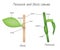 Monocot and Dicot Leaves