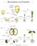 Monocotyledon and dicotyledon corn and bean seed