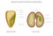 Monocotyledon and dicotyledon seeds, monocots having one seed leaf and dicots having two leaf