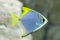 Monodactylus argenteus. Silver colorful fish-sign in the aquarium
