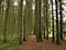 Monolithic forrest during a summer day