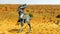 Monolophosaurus desert