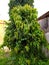 Monoon longifolium, the false ashoka also commonly known by its synonym Polyalthia longifolia, is an Asian small tree species
