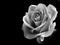 Monotone image of a single rose with dewdrops isolated on a black background.