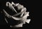 Monotone image of a single rose isolated on a black background