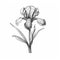 Monotone Iris Flower Drawing Inspired By Kerem Beyit\\\'s Decadent Illustrations