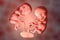 Monozygotic twins in uterus with single placenta, 3D illustration. Human embryos at the age of 8 weeks