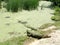 Monroe crocodiles in Alligator Park 2003