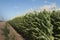 Monsanto GMO Corn Field