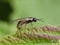 Monsoma pulveratum green alder sawfly