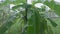 Monsoon Rain falling on Banana Tree on a garden during heavy rainy season. Nature Background