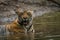 In a monsoon season and on a rainy day this male tiger cub relaxing in nature at ranthambore tiger reserve, India