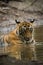 In a monsoon season and on a rainy day this male tiger cub relaxing in nature at ranthambore tiger reserve, India