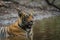 In a monsoon season and on a rainy day this male tiger cub relaxing in nature at ranthambore tiger reserve, India