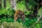 After monsoon sighting, A tigress marking her territory at Ranthambore National Park, India