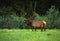 Monster Bull Elk in Velvet