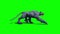 Monster Cougar Walk Loop Side Green Screen 3D Rendering Animation