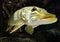 Monster Freshwater 50 inch Northern Pike - Esox Lucius, wildlife animal, predator