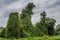 Monster looking trees, creepers, Danube Delta, Romania, HDR