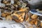 Monster sea snail and calculator in the tray with ice and out focus fish and crab