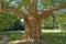 Monster Sycamore, old gigant plane tree