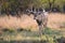 Monster typical whitetail buck searching for a doe