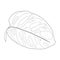 Monstera adansonii leaf illustration