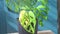 Monstera adansonii plant close-up, ever green houseplant