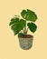 Monstera deliciosa, also known as the Swiss Cheese plant, hand draw sketch vector