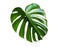 Monstera Deliciosa green palm leaf on white background. Modern tropical jungle plants