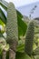 Monstera deliciosa green ripening fruits on a shrub, Madeira