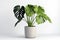 Monstera deliciosa in a grey pot on a white background