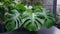 Monstera Deliciosa Large - Towering Gravity-Defying Foliage - A Charming Focal Point for Decorating Spaces with Big Personality