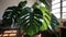 Monstera Deliciosa Large - Towering Gravity-Defying Foliage - A Charming Focal Point for Decorating Spaces with Big Personality