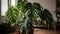 Monstera Deliciosa Large - Towering Gravity-Defying Foliage - A Charming Focal Point for Decorating Spaces with Big Personality