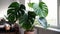 Monstera Deliciosa Large - Towering Gravity-Defying Foliage - A Charming Focal Point for Decorating Spaces with Big Personality