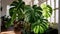 Monstera Deliciosa Large - Towering Gravity-Defying Foliage - A Charming Focal Point for Decorating Spaces with Big Personality