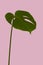 Monstera deliciosa leaf isolated on pink background