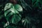 Monstera deliciosa or Mexican breadfruit or Swiss cheese plant decorated in tropical garden. Tropical Green leaves nature