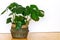 Monstera deliciosa in modern eco friendly flower pot. Tropical monstera in home interior