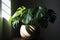 Monstera deliciosa plant in sunlight. Generate ai