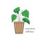 Monstera deliciosa plant vector illustration drawing