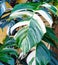 Monstera deliciosa plants thriving in the yard