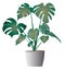 Monstera deliciosa with pot